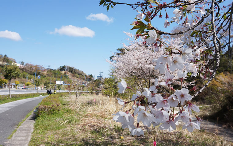 被災地復興支援桜プロジェクト